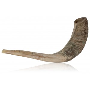 Large Natural Ram Horn Shofar Shofars